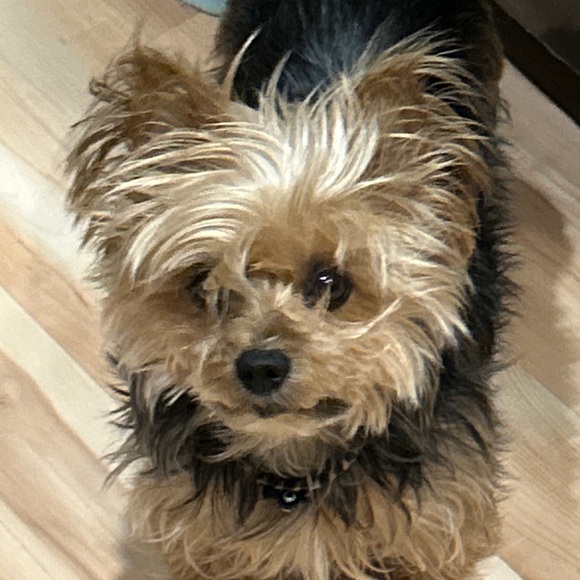 Meet your Posher, Jacey and Ginger - Picture 8 of 11